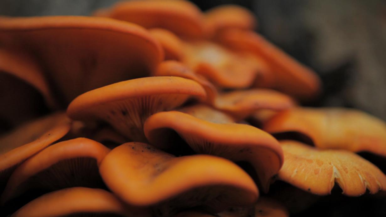 Omphalotus illudens Jack O Lantern